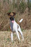 FOX TERRIER POIL LISSE 025